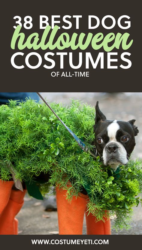 38 Best Dog Halloween Costumes of All Time - Costume Yeti Dog Costume Ideas, Diy Pet Costumes, Large Dog Costumes, Best Dog Halloween Costumes, Best Dog Costumes, Small Dog Costumes, Halloween Costume Patterns, Cute Dog Costumes, Dog Costumes Funny