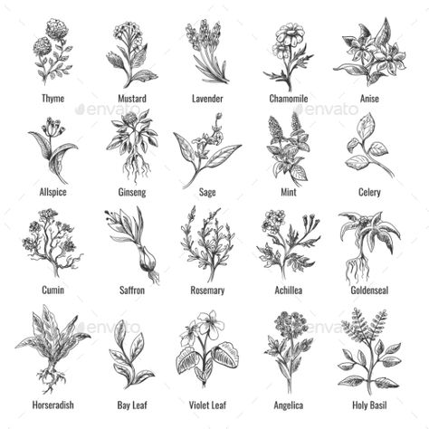 Vintage Botanical Herbs Sketch by vectortatu | GraphicRiver Spice Plants, Vegetable Tattoo, Plants Drawings, Herb Tattoo, Plant Sketches, Herbs Plants, Wild Herbs, Magic Herbs, Botanical Tattoo