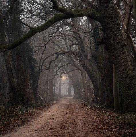 Pic of something like this and one with Don and I walking down it. Inkheart Aesthetic, Over The Garden Wall, Season Of The Witch, Sleepy Hollow, Dirt Road, Dark Academia Aesthetic, Autumn Aesthetic, Book Ideas, Dark Forest