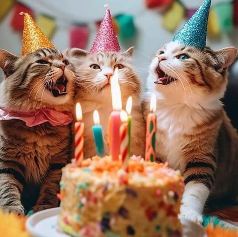 Birthday Wishes Pics, Happy Birthday Cat, Birthday Greetings Friend, Happy Birthday Art, Happy Birthday Wishes Cards, Happy Birthday Funny, Happy Birthday Fun, Two Cats, Birthday Wishes Quotes