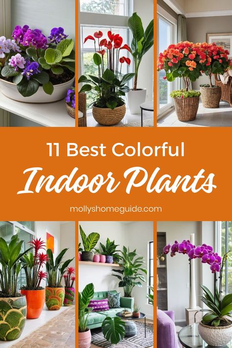 Discover the beauty of indoor plants with red leaves that bring a pop of color to any space. These vibrant indoor plants are perfect for adding a touch of nature to your home decor. Whether you're looking for low-light indoor plants or easy houseplants for beginners, there is something here for everyone. Not only do these colorful house plants brighten up your interior, but they also help purify the air, creating a fresh and healthy environment. Colorful Plants Indoor, Tropical House Plants Indoor, Planter Ideas Indoor, Colorful House Plants, Low Light Plants Indoor, Houseplant Inspiration, Houseplants For Beginners, Beautiful Indoor Plants, Easy Houseplants