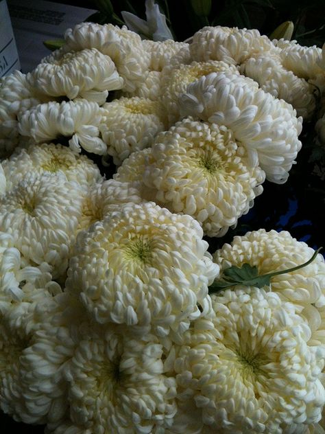 white disbud mums, One of my favorite flowers. Football Mums, White Mums, Floral Design Classes, Flower Identification, Mums Flowers, White Weddings, Here Comes The Bride, Orange Blossom, Chrysanthemum