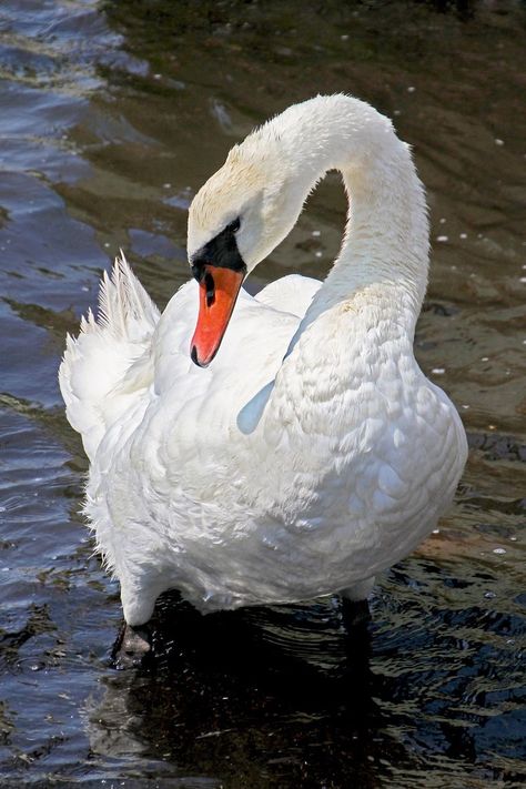 Swan Photography, Swan Pictures, Swan Love, Swan Painting, Mute Swan, Swans Art, Beautiful Swan, Most Beautiful Birds, White Swan