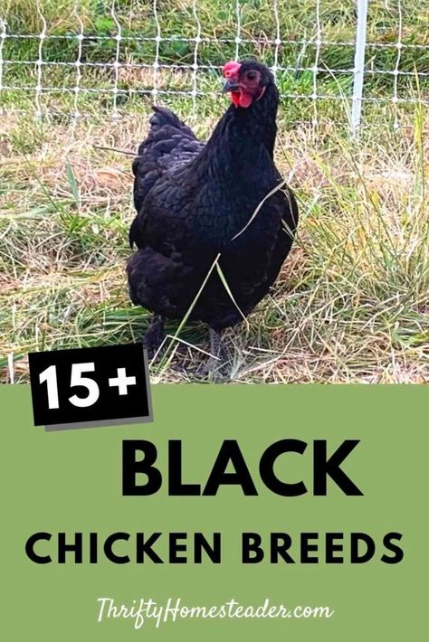 Americauna Chickens, Meat Chickens Breeds, Maran Chickens, Rare Chicken Breeds, Buff Orpington Chickens, Black And White Chickens, Rooster Breeds, Chicken Flock, Black Chicken