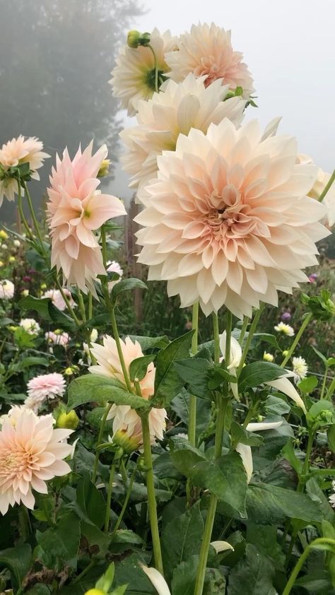 Cafe Au Lait Dahlia Bouquet Wedding, Dahlias Cafe Au Lait, Cafe Aulait Dahlias, Sierra Glow Dahlia, Dahlia Flower Cafe Au Lait, Sweet Natalie Dahlia, Dahlias In Garden, Sweet Nathalie Dahlia, Cafe Dahlia