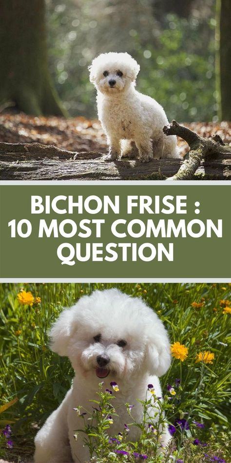 Bichon Frise Haircut Styles, Bichon Frise Art, Bichon Dog, Dog Cuddles, Dog Haircuts, Bichon Frise Dogs, Dog Health Tips, Dog Cuts, Common Questions