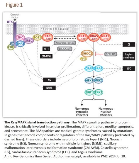 RAS/ MAPK signal transduction pathway Signal Transduction, Cell Membrane, Growth Factor, Medical, Map