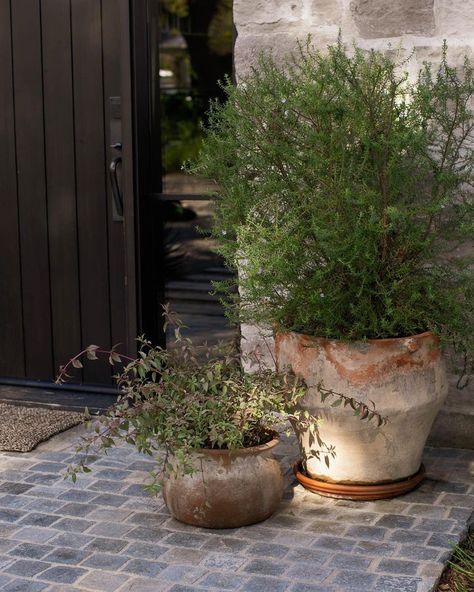 Shoppe Amber Interiors (@shoppeamberinteriors) • Instagram photos and videos Patio Full Of Plants, Outdoor Home Lighting Ideas, Backyard Landscaping Pots & Planters, Front Door Pots, European Patio, Garden Moodboard, Pea Garden, Pumpkin Porch, Plant Greenhouse