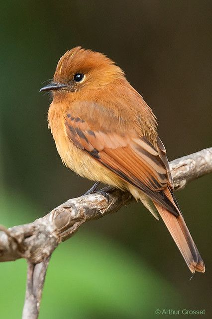 Flycatchers, Kinds Of Birds, Exotic Birds, Bird Pictures, Pretty Birds, Bird Photo, Colorful Birds, Cute Birds, Little Birds