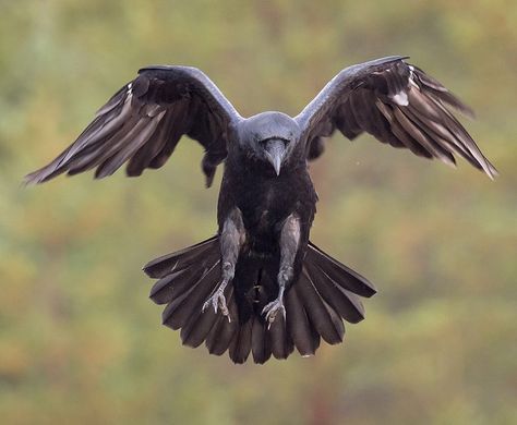 942 Likes, 10 Comments - Jari Peltomäki (@jari_peltomaki) on Instagram: “Raven photographed from Finnature eagle hide in Utajärvi, Finland. #nikonnordicambassador…” Raven Flying, Flying Raven, Raven Pictures, Raven And Wolf, Animal Tarot, Arte Occulta, Raven Bird, Crow Bird, Crow Tattoo