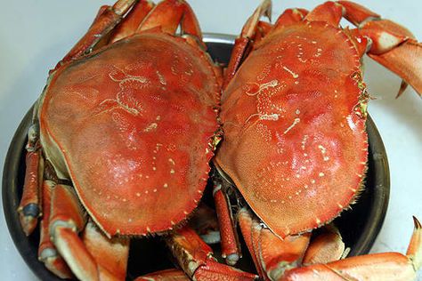 Seafood Thanksgiving, Cooking Dungeness Crab, Dungeness Crab Recipes, Cooking Crab, Crab Legs Recipe, Koh Kood, How To Cook Liver, Crab Boil, How To Cook Lobster