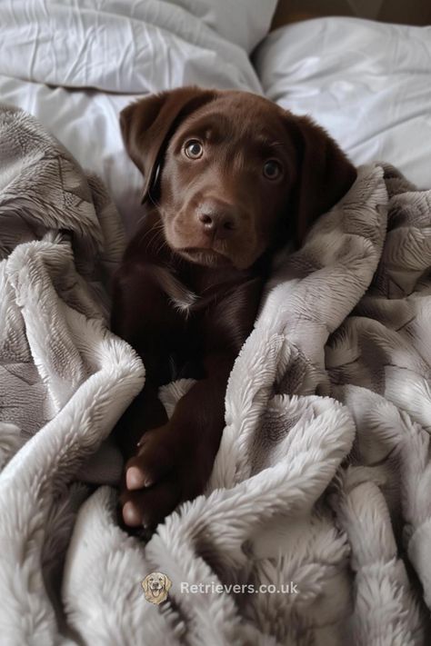 Cozy mornings just got better with this snuggly Chocolate Lab puppy! Wrapped in softness and ready for cuddles, this little one is the epitome of puppy comfort. 🐾💤 Perfect for those looking for a dose of warmth and unconditional love. #SnugglePuppy #ChocolateLabCuteness #MorningCuddles #PuppyBliss #ComfortPup" Let this PIN be your reminder to embrace the comfort in life, and don't forget to share the snuggles! 🤗🐶 Aesthetic Labrador Puppy, Chocolate Lab Aesthetic, Chocolate Lab Puppy Aesthetic, Choco Labrador Puppy, Cute Chocolate Lab, Chocolate Lab Puppy, Morning Cuddles, Labrador Puppy Chocolate, Animal Wallpapers