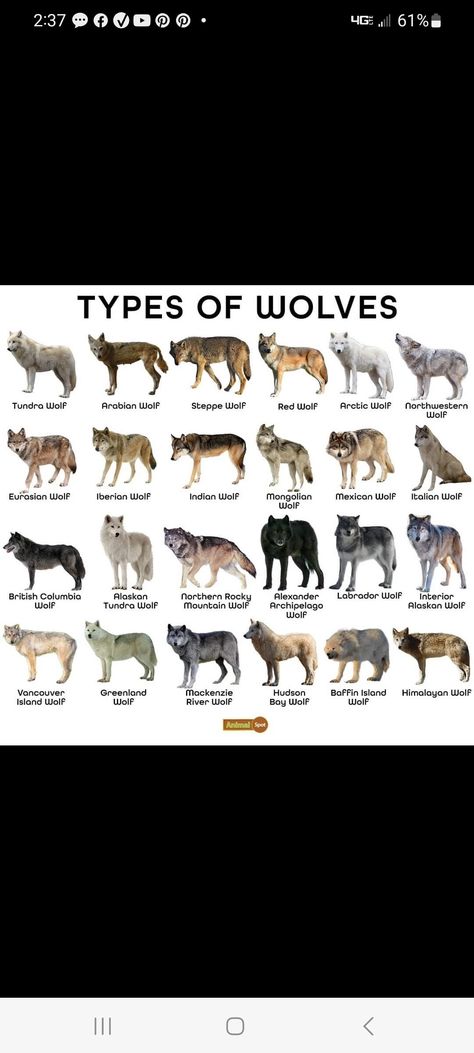 Wolf Coat Colors, Wolf Fur Colors, Wolf Pack Hierarchy, Wolf Pack Name Ideas, Wolf Body Language, Horse Therian Mask, Wolf Regressor, Wolf Pack Ranks, Therian Mask Ideas Wolf