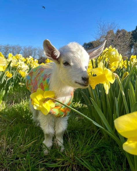 Edgar’s Mission on Instagram: “In the lead up to Be Kind to Animals Week (Oct 1-7) we’ll be sharing tips for living a kinder life! 🐐🌼 ​ Please read Top Kindness Tips of…” Animals Playing, Drawing Refrences, Spring Animals, Cute Goats, Baby Lamb, Black Print Dress, Felted Animals, Baby Goats, Dress Woman