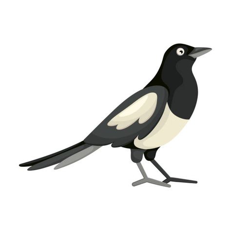 1,200+ Magpie Stock Illustrations, Royalty-Free Vector Graphics & Clip Art - iStock | Australian magpie, Magpie swoop, Magpie flying Magpie Flying, Magpie Illustration, Cartoon Black And White, Australian Magpie, Magpie Art, Watercolor Barns, Vintage Paper Textures, Family Stock Photo, Lifestyle Illustration