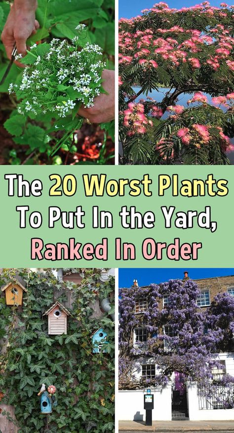 Whether a person an experienced gardener or a new homeowner looking to spruce up your yard, read on to learn about the plants to avoid. Knot Garden Design Ideas, Pretty Garden Ideas, Dyi Garden, Learning Garden, Design Home Ideas, Flower Planting, Trees For Front Yard, Growing Microgreens, Invasive Plants