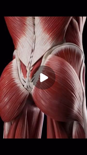 Hip Muscles Anatomy, Hip External Rotation, Gluteus Minimus, Hip Anatomy, Hip Abduction, Hip Extension, Gluteus Maximus, Piriformis Muscle, Gluteal Muscles