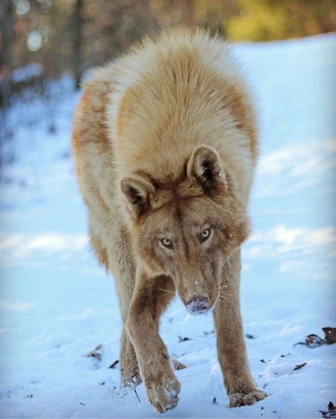 Wolf Oc Human, Wolf Oc, Wolf World, Maned Wolf, Wolf Images, Wolf Photography, Wolf Quotes, Wolf Photos, Wolf Love