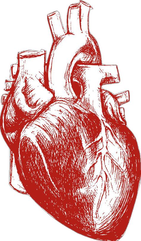 Anatomical Heart Drawing, Human Heart Drawing, Outline Pictures, Heart Anatomy, Brochure Template Psd, Human Drawing, Anatomy Study, Heart Drawing, Anatomical Heart