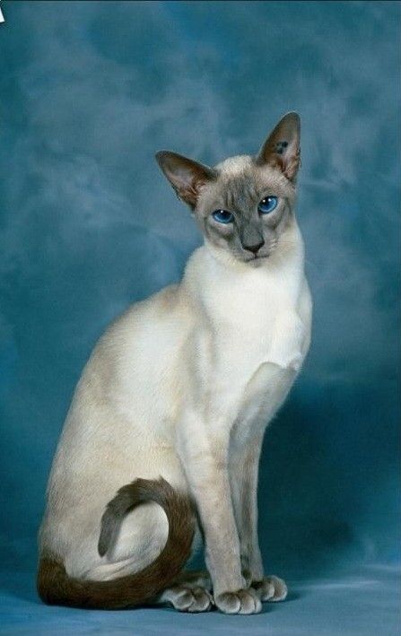 Blue Point Siamese, Cat Anatomy, Cat Reference, Blue Point, Cat Pose, Studio Portrait, Blue Eyed, Warrior Cat, Domestic Cat