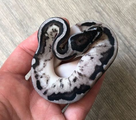 Axanthic (Vpi) Pied Ball Python by Limitless reptiles Ball Python Spider Morph, Axanthic Ball Pythons, Ball Python Enclosure Ideas, Strange Pets, Pinstripe Ball Python, Pied Ball Python, Python Royal, Dream Snake, Rare Albino Animals