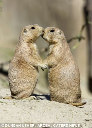 . Romantic Animals, Animals Kissing, Animal Hugs, Prairie Dog, Yahoo News, Cute Animal Videos, Animals Of The World, Sweet Animals, Happy Valentines