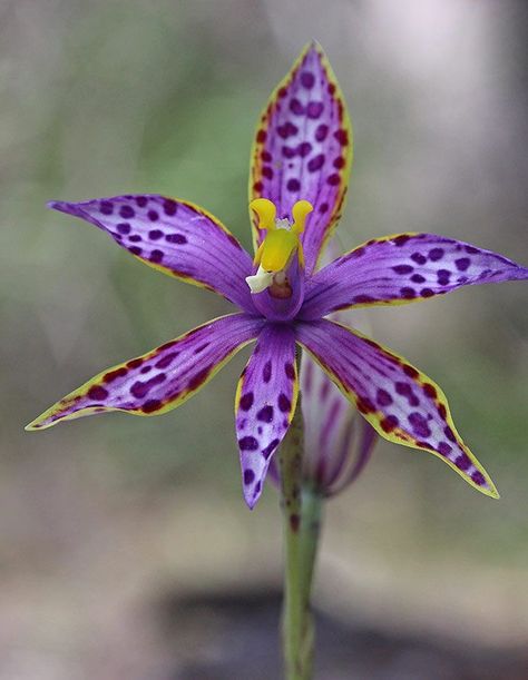 Queen Of Sheba, Australian Wildflowers, Rare Orchids, Australian Flowers, Australian Native Flowers, Australian Plants, Australian Native Plants, Unusual Flowers, Beautiful Orchids