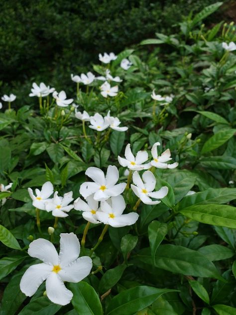 Nature, Crape Jasmine Flower, Jasmine Shrub, Tabernaemontana Divaricata, Jasmine Tree, Pinwheel Flower, Front Yard Plants, Yard Plants, Jasmine Plant