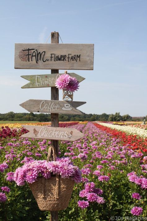 Garden Sign Ideas, Dahlia Farm, Farm Cafe, Cut Flower Farm, Farm Layout, Growing Dahlias, Flower Business, Farm Photo, Flower Farmer