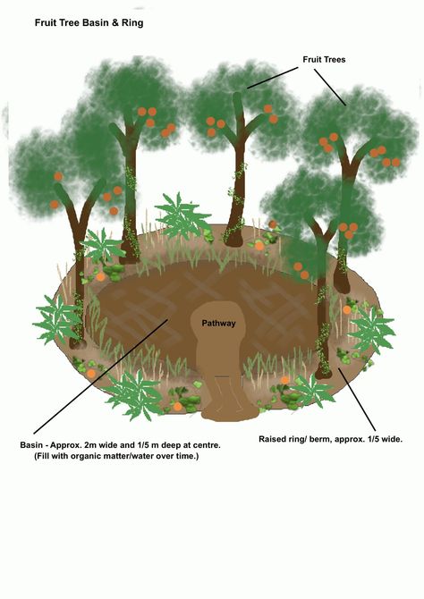 Fruit Tree Landscape Design, Fruit Trees For Small Gardens, Small Orchard Ideas, Citrus Orchard Layout, Small Backyard Orchard Layout, Fruit Tree Guilds, Fruit Tree Garden Design Backyards, Fruit Tree Orchard Layout, Front Yard Fruit Trees Landscaping