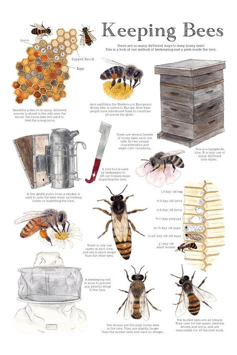 I designed this poster as a sort of reference guide for kids (and grown-ups!) interested in keeping bees. The world of beekeeping is so vast and this is by no means complete. If you would like to read a bit more behind these illustrations, I wrote a short essay in the summer of last year that you can download for free right here: https://www.twigandmoth.com/freeThese posters are 12" x 18" and have been printed onto lovely matte 100lb card stock. They are all initialed and dated on the reverse. ( Keeping Bees, Bee Images, Free Vintage Printables, Short Essay, Bee Friendly, Poster Hanger, Nature Study, Save The Bees, Bees Knees