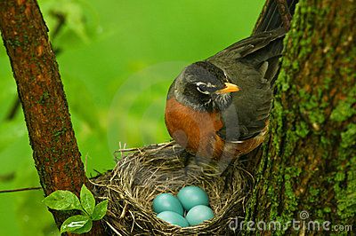 Lorelei ~ Robin watching eggs Nest Images, Johnny Jump Up, Birds Nests, Dog Conditioner, American Robin, Forest Background, Bird Eggs, Egg Laying, Robin Bird