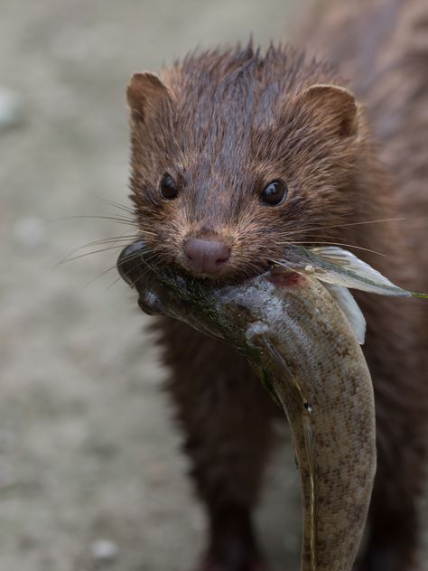 Mink with its morning catch (Neovison vison)[2916x3888] Mink Animal, Pet Ferret, Animal Study, Pets 3, Wildlife Photos, Endangered Animals, Silly Animals, Coloring Book Art, Wildlife Animals