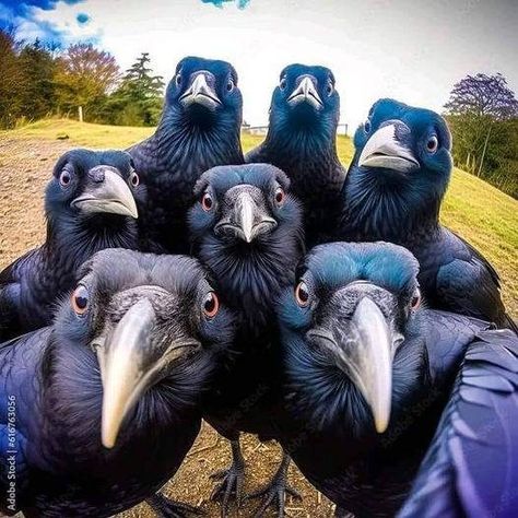 Crow Lovers | THE WHOLE GANG | Facebook Crow Funny, Flamingo Pictures, Exotic Pet, Beauty Quiz, Real Nature, Nature And Wildlife, Crows Ravens, Mirror Selfie Poses, Pet Rescue