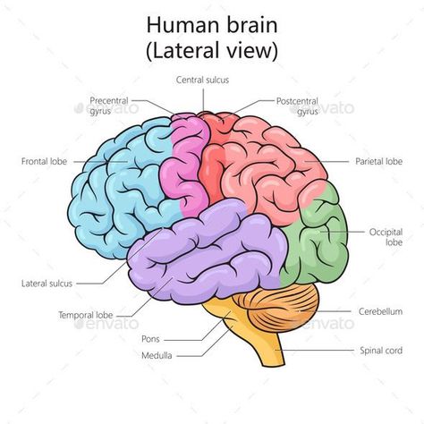 Human Brain Structure Diagram Medical Science Anatomy Of Brain Drawing, Brain Labelled Diagram, Brain Labeled Diagram, Brain Structure Diagram, Brain Diagram Anatomy, How To Draw A Brain, Diagram Of Brain, Structure Of Human Brain, Structure Of Brain