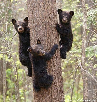 Baby Black Bear, Black Bear Cub, Black Bears, Animal References, Bear Cub, Bear Pictures, Bear Cubs, Photo Of The Day, Grizzly Bear