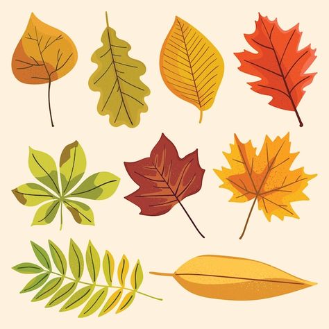 Autumn leaves vector illustration collec... | Premium Vector #Freepik #vector #fall #autumn #autumn-leaves #fall-leaves Leaves Vector Illustrations, Fall Leaves Illustration, Autumn Leaves Illustration, Autumnal Inspiration, Popup Book, Leaves Illustration, Fallen Leaves, Leaves Vector, Leaves Fall