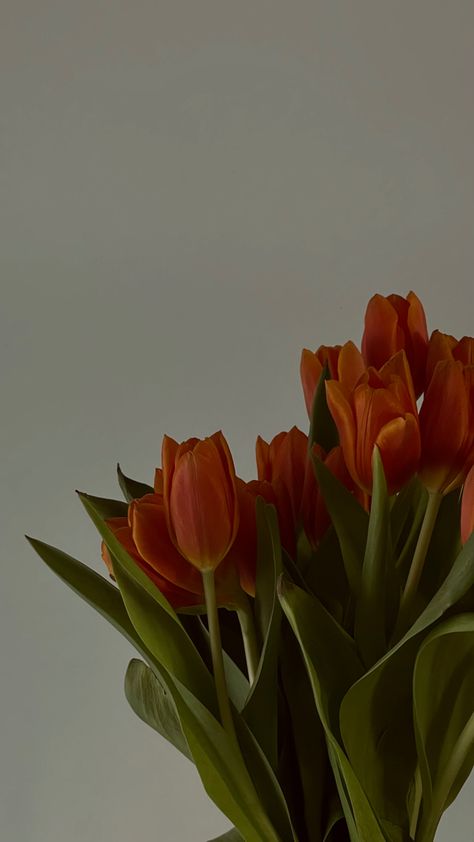 Tulips Orange, Orange Aesthetics, Room Collage, Tropical Flower Plants, Orange Tulips, Vintage Flowers Wallpaper, Boquette Flowers, Simple Phone Wallpapers, Cool Backgrounds Wallpapers