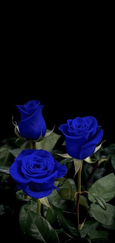 Summer At Home, Blue Roses Wallpaper, Blue Flower Wallpaper, Nothing But Flowers, Flower Therapy, Beautiful Bouquet Of Flowers, Iphone Wallpaper Vintage, Flowers Wallpaper, Luxury Flowers