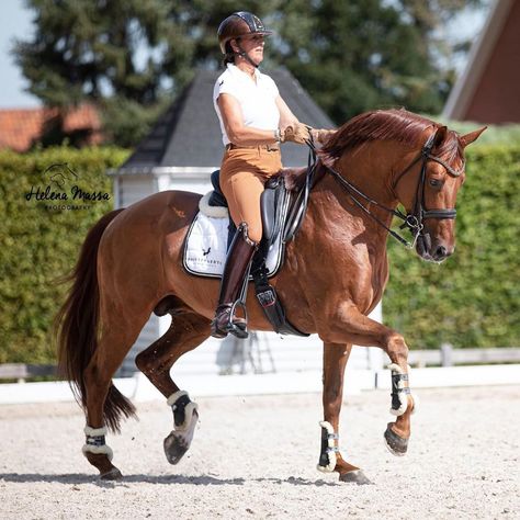 Horse Motivation, Quotes Outdoors, Education Tattoos, Dressage Fashion, Chestnut Horses, Horses Stuff, Tattoos Celebrities, English Aesthetic, Horse Dressage