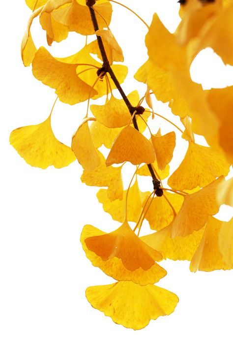 Gingko Art, Ginkgo Biloba Tree, Ginko Biloba, Japanese Tree, Ginkgo Tree, Gingko Leaves, Leaf Images, Colored Pencil Techniques, Ginkgo Biloba