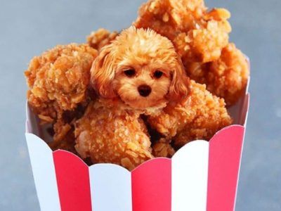 Animals That Look Like Food, Food As Animals, Cats In Food, Animals Eating Food, Animals As Food, Meme Food, Animal Eating, Animals Food, Follow For Follow