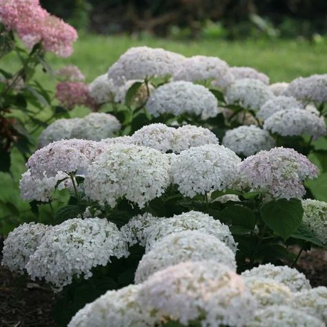 Invincibelle Wee White® Smooth Hydrangea - My Proven Winners ColorChoices Wee White Hydrangea, Rose Fertilizer, Bigleaf Hydrangea, Smooth Hydrangea, Townhouse Garden, Hydrangea Arborescens, Panicle Hydrangea, Oakleaf Hydrangea, Southern Garden