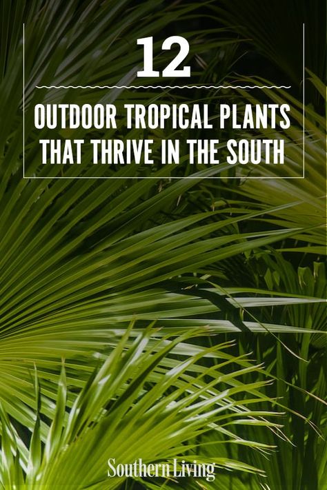 Drought Tolerant Tropical Plants, Tropical Patio Plants, Tropical Porch Plants, Tropical Flower Beds Landscaping Ideas, Tropical Foliage Plants, Cold Hardy Tropical Plants, Zone 9 Landscaping Florida, Tropical Flower Bed, Tropical Landscaping Front Yard