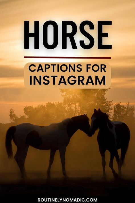 Horses at sunset with words horse captions for Instagram Horse Mom Quotes, Horse Riding Quotes Funny, Pony Quotes Cute, God And Horses Quotes, Equestrian Quotes Funny, Quotes For Horses, Quotes About Horse Riding, Horse Best Friend Quotes, Horse Ig Captions