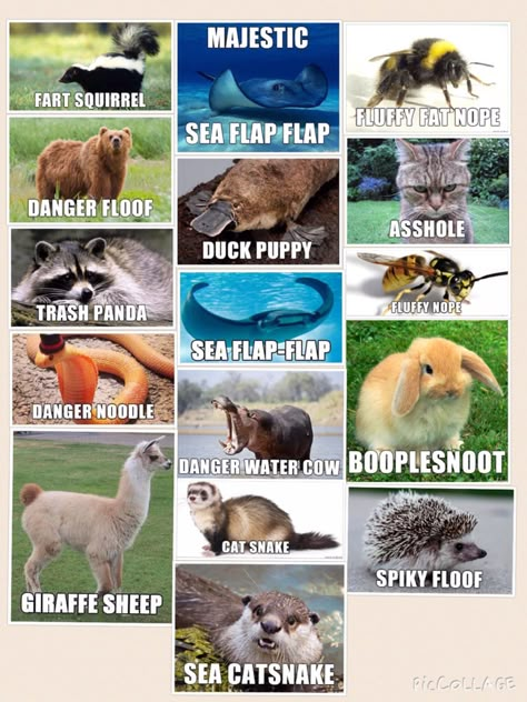 Booplesnoot Animals, Funny Animal Names Hilarious, Funny Animal Names List, Funny Names For Animals, Alternate Animal Names, Funny Animal Names, Animal Names, Funny Cute Animals, Cute Animal Memes