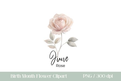 Birth Month Flower Clipart PNG Rose June Birth Month Flower, Flower Clipart Png, Png Rose, June Birth Flower, Rose Png, Rose Graphic, Birth Month Flower, Flower Watercolor, 1 Rose