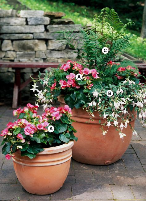 Containers offer a quick and easy way to brighten up a shady yard. All you need are the right shade-loving plants to fill your pots. Use these recipes to create the best shade container combinations that have similar moisture and light requirements. #gardening #gardenideas #containergardening #shadegarden #containergardendesign #bhg Container Garden Recipes, Wood Fern, Long Blooming Perennials, Asparagus Fern, Container Gardening Flowers, Garden Containers, Garden Recipes, Plant Combinations, Container Garden