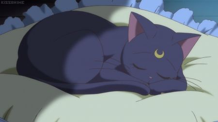 Sleepy Cat - anime, luna, sweet, cute, sleep, kitty, sleeping, adorable, cat, nice, beauty, beautiful, lovely, kawaii, sailormoon, sailor moon, pretty, sleepy, kitten, black Moon Prism Power, Sailor Moon Cat, Sailor Moon Screencaps, Sailor Moon Tattoo, Luna And Artemis, Black Cat Anime, Sailor Moon Luna, Sailor Moon Aesthetic, Sailor Moon Manga