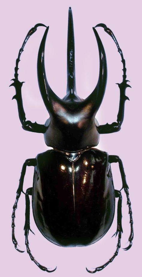 Rhino Beetle, Beetle Art, Cool Insects, Beetle Insect, Insect Collection, Cool Bugs, Bug Art, A Bug's Life, Beetle Bug